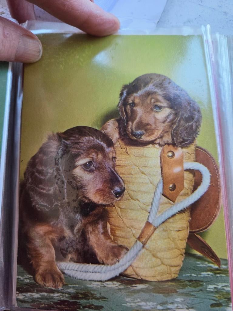 Leuke kaart met twee puppy's - Teckel pups, Ophalen of Verzenden