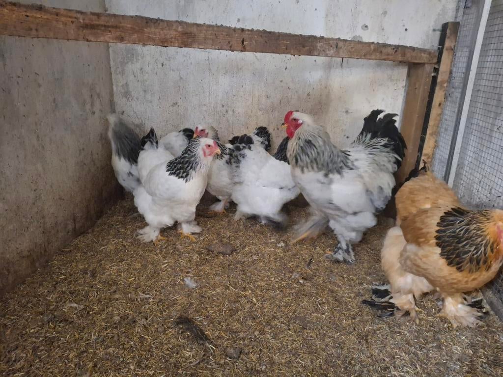 Brahamas succes columbia 1 haan en 4 hennen, Meerdere dieren, Kip