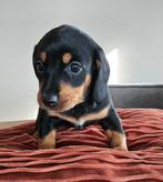 Prachtige teckel pups, Dieren en Toebehoren, Standaard, 8 tot 15 weken, Meerdere, Meerdere dieren