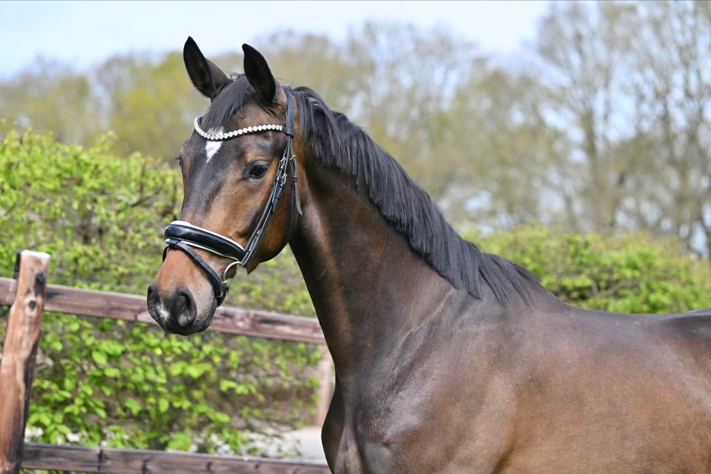 Lieve 3 jarige ruin met zeer goede bewegingen., Ruin, Dressuurpaard, 3 tot 6 jaar
