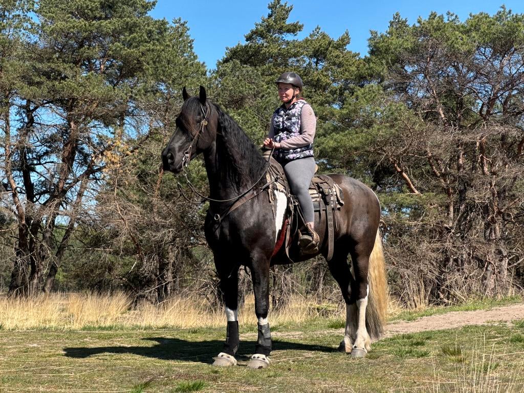 8-jarige, goedgekeurde Barock Pinto ruin te koop, Dieren en Toebehoren, Paarden, Ruin, Niet van toepassing, 7 tot 10 jaar, Ontwormd