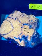 Fluorescerend schalenblende / sphalerite, polen., Verzamelen, Mineralen en Fossielen, Ophalen of Verzenden