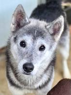 ACE: Dakota heeft de mooiste lieve kijkers, 6 jaar of ouder, Particulier, Buitenland, Teef