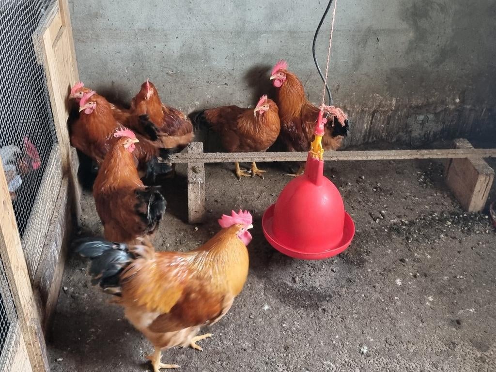 New Hampshires hennen, Dieren en Toebehoren, Vrouwelijk, Kip