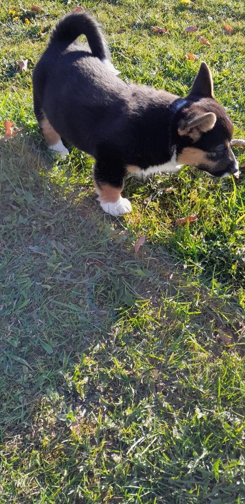 Welsh corgi cardigan pups, Parvo, Overige rassen, 8 tot 15 weken, Meerdere