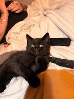 Kruizing britje, Poes, Ontwormd