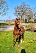 Veelbelovende dressuur hengst jaarling, Minder dan 160 cm, Met stamboom, Niet van toepassing, Dressuurpaard
