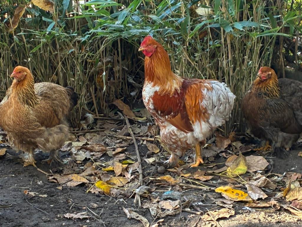 Cochin hanen, Dieren en Toebehoren, Pluimvee, Mannelijk, Kip