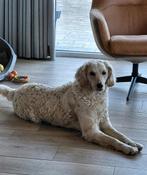 Goldendoodle teefje, Parvo, Overige rassen, 1 tot 2 jaar, Teef