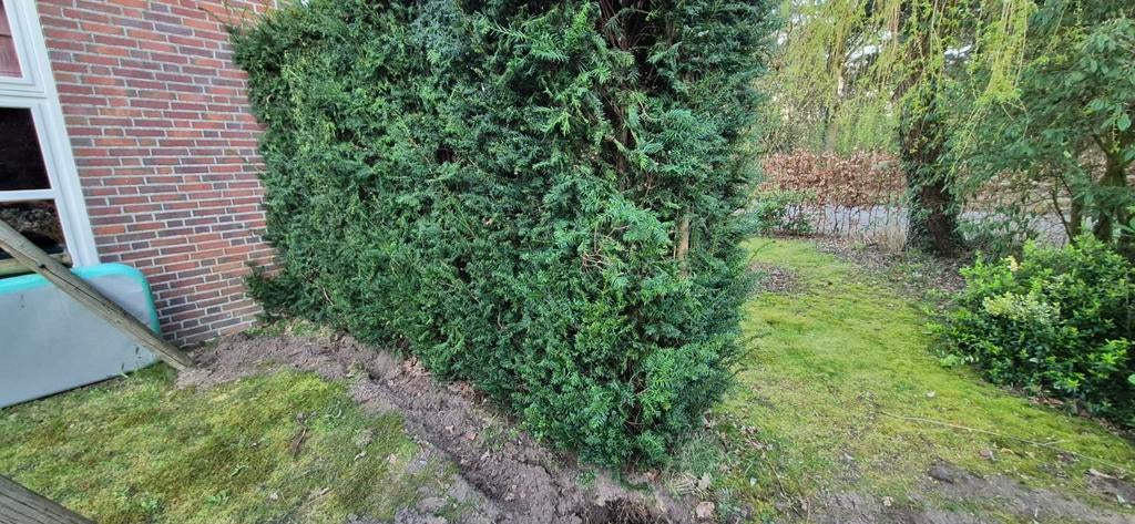Taxus baccata haag, Ophalen, Taxus, Haag, 250 cm of meer