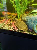 Schildpad, Ophalen of Verzenden, Overige typen