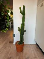 Grote Euphorbia, Ophalen, Cactus, Volle zon