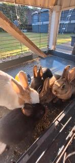 Mooie schattige konijntjes, Dieren en Toebehoren, Konijnen, Meerdere dieren, Middelgroot, 0 tot 2 jaar