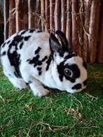 Rex dwerg ram, Dieren en Toebehoren, Konijnen, Mannelijk, Dwerg, 0 tot 2 jaar