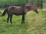 Gezelsschap paard., Dieren en Toebehoren, Paarden, Gechipt, Ruin, Niet van toepassing, 160 tot 165 cm