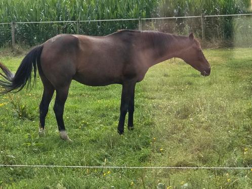Gezelsschap paard., Dieren en Toebehoren, Paarden, Ruin, Niet van toepassing, 160 tot 165 cm, 11 jaar of ouder, Recreatiepaard