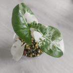 Alocasia Macrorrhiza plantje, Huis en Inrichting, Kamerplanten, Ophalen of Verzenden, Halfschaduw, Minder dan 100 cm