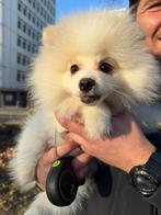 Pomeriaan pups, Keeshond, HCC (leverziekte), 15 weken tot 1 jaar, Reu