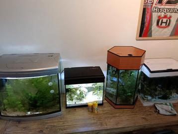  4 Aquariums  beschikbaar voor biedingen