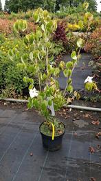Cornus China Girl, kornoelje, Overige soorten, Vaste plant, Ophalen of Verzenden, Halfschaduw