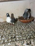 Koppel duiven te koop, Dieren en Toebehoren, Vogels | Duiven, Meerdere dieren, Overige soorten