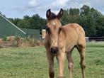 Te koop valk pre / andalusier hengstveulen, Dieren en Toebehoren, Paarden, Hengst, 0 tot 2 jaar