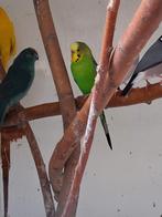 Twee groene grasparkieten man, Dieren en Toebehoren, Mannelijk, Parkiet