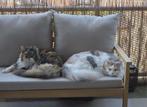 2 Maine Coons | Stamboom | Mogen apart weg, Poes, Gechipt, 3 tot 5 jaar