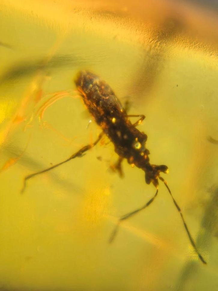 Birmees Amber (E) met insluiting van Heteroptera stinkwant., Verzamelen, Mineralen en Fossielen, Fossiel, Verzenden