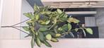Hoya burtoniae, Huis en Inrichting, Kamerplanten, Ophalen of Verzenden, Halfschaduw, Minder dan 100 cm