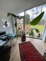 Strelitzia Paradijsvogelplant - Prachtige kamerplant, Huis en Inrichting, Kamerplanten, Overige soorten, 150 tot 200 cm, Groene kamerplant