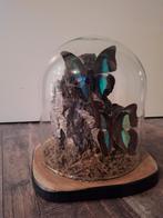 Geprepareerde Vlinders in Stolp - Prepona Amphimachus, Ophalen of Verzenden, Nieuw, Insect, Opgezet dier