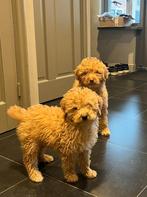 labradoodle F3 pups, Parvo, Overige rassen, 8 tot 15 weken, Meerdere dieren