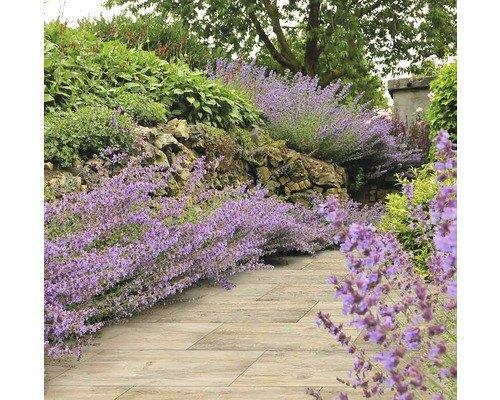 Keratwice staptegel Paduc Oak 45x90x5.8 cm houtlook keramiek, Tuin en Terras, Tegels en Klinkers, Nieuw, Terrastegels, Keramiek