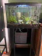 Aquarium met vissen, Dieren en Toebehoren, Ophalen, Gebruikt, Sierelement