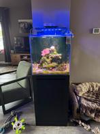 Zout water aquarium, Ophalen, Gebruikt, Gevuld zeewateraquarium