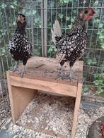 Sebright kippen met haantje, Dieren en Toebehoren, Pluimvee, Vrouwelijk, Kip