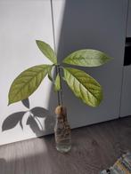 Avocado plantjes, Huis en Inrichting, Kamerplanten, Groene kamerplant, Ophalen, Overige soorten, Minder dan 100 cm