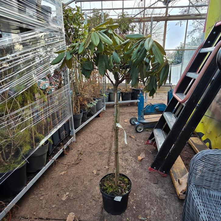 Rhododendron Yak. Fantastica op stam, Tuin en Terras, Planten | Bomen, Overige soorten, 100 tot 250 cm, Volle zon, Lente, In pot