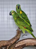 1-1 Blauwvoorhoofd Amazone, Dieren en Toebehoren, Meerdere dieren, Papegaai, Geringd