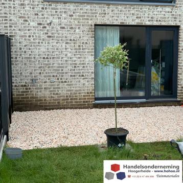 Rosa milano grind luxe kiezels zachte wit roze kleuren tuin beschikbaar voor biedingen