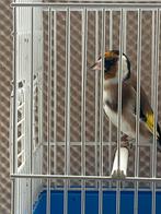 Mooie man majoor putter met dna, Dieren en Toebehoren, Vogels | Overige Vogels, Mannelijk, Wildzangvogel, Geringd