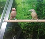 Gezocht bandvinken., Meerdere dieren, Tropenvogel