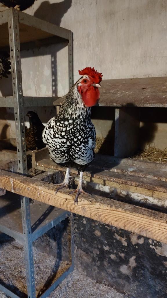 Hanen, Dieren en Toebehoren, Pluimvee, Kip, Mannelijk