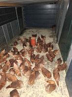 Volop leghennen, sier- en krielkippen, Dieren en Toebehoren, Pluimvee, Vrouwelijk, Kip