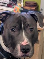 Ervaren Pitbull dekreu (Niet te koop), Dieren en Toebehoren, Honden | Dekreuen, Parvo, Reu, 1 tot 2 jaar, Eén hond