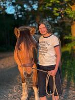 Lease paard/pony gezocht, ervaren bijrijder aangeboden, Ophalen, Zo goed als nieuw