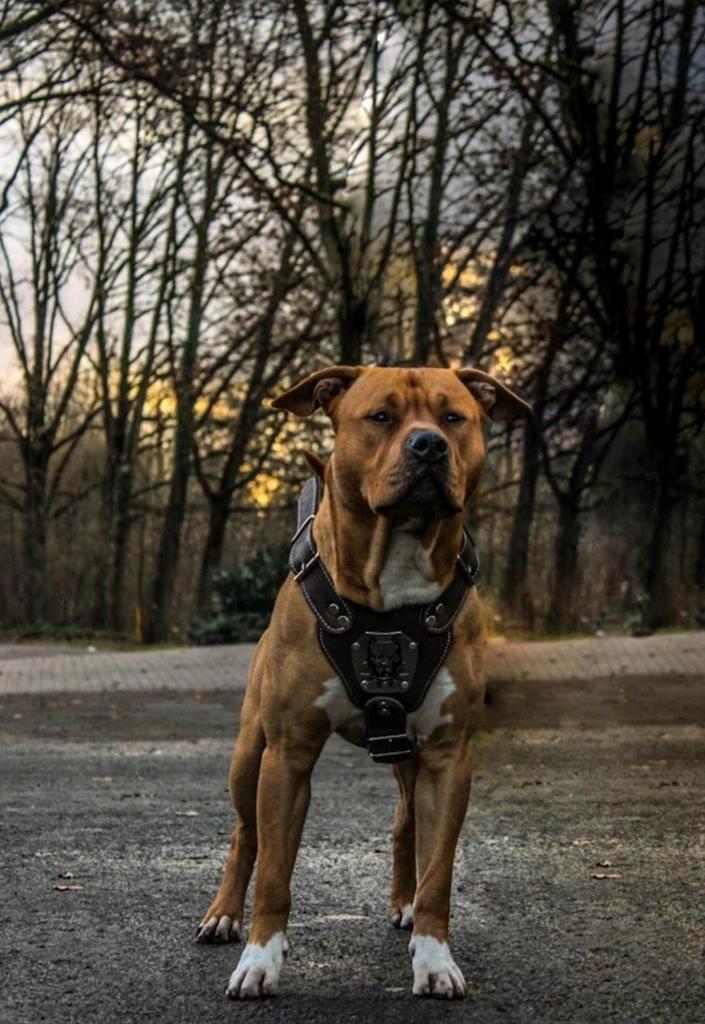 Stoere en gespierde hond zoekt nieuw gezin! 4 jaar oud, Dieren en Toebehoren, Honden | Niet-rashonden, Middel, Reu, Particulier