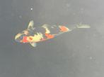 Showa, Dieren en Toebehoren, Karper of Koi
