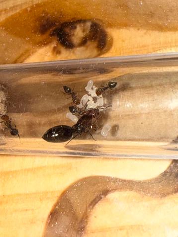 Crematogaster scutellaris mieren kolonie beschikbaar voor biedingen